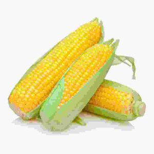 Organic Sweet Corn